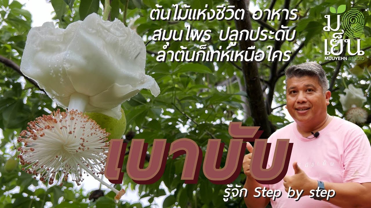 เบาบับ ต้นไม้แห่งชีวิต อาหาร สมุนไพร ปลูกประดับลำต้น และดอกก็เท่ห์เหนือใคร I มือเย็น ปลูกต้นไม้