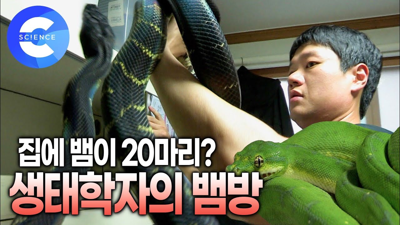 집에서 뱀을 번식시켰다고? 🐍 연애보다 뱀이 좋은 생태학자의 집 | 재규어카펫파이톤 | 알비노레드테일보아 | 블러드파이톤