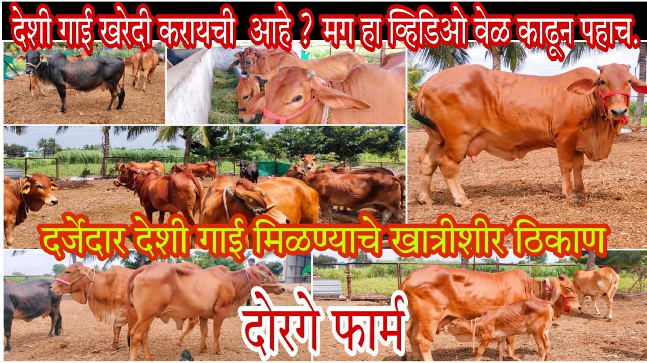 Desi (Sahiwal) Cow's Available For Sale, साहिवाल गाई विक्रीसाठी उपलब्ध ,📞90280 99399,,#Krushibhushan