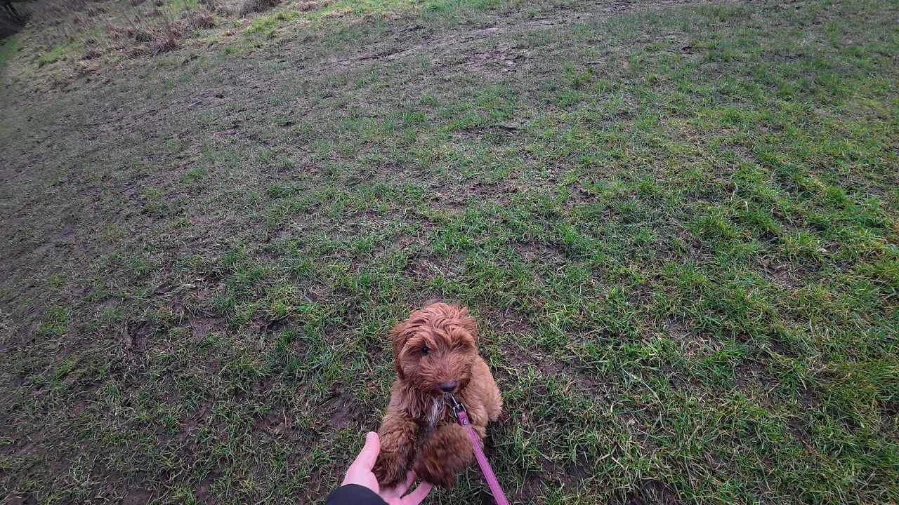 Nellies getting used to walkies!!!