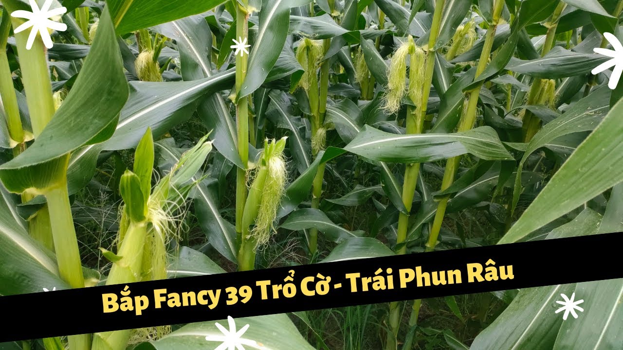 Bắp Fancy 39 Giai Đoạn Trổ Cờ Trái Phun Râu (vẫn chưa hài lòng lắm)
