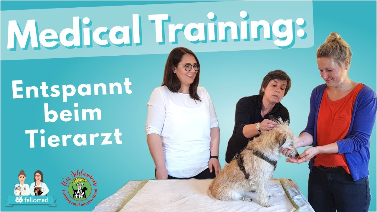 Medical Training (Tierarzttraining) für den Hund – Kooperationssignal