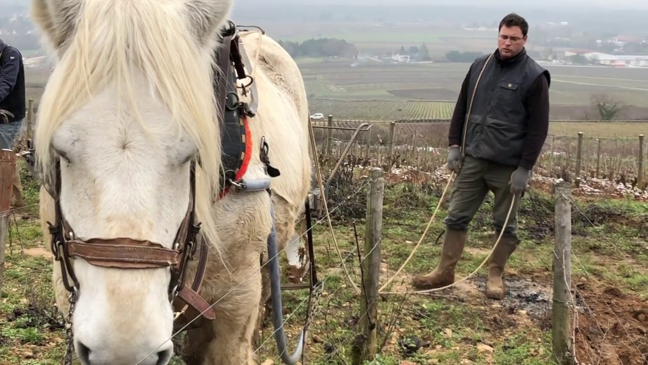 Labours d'hiver au cheval dans les vignes