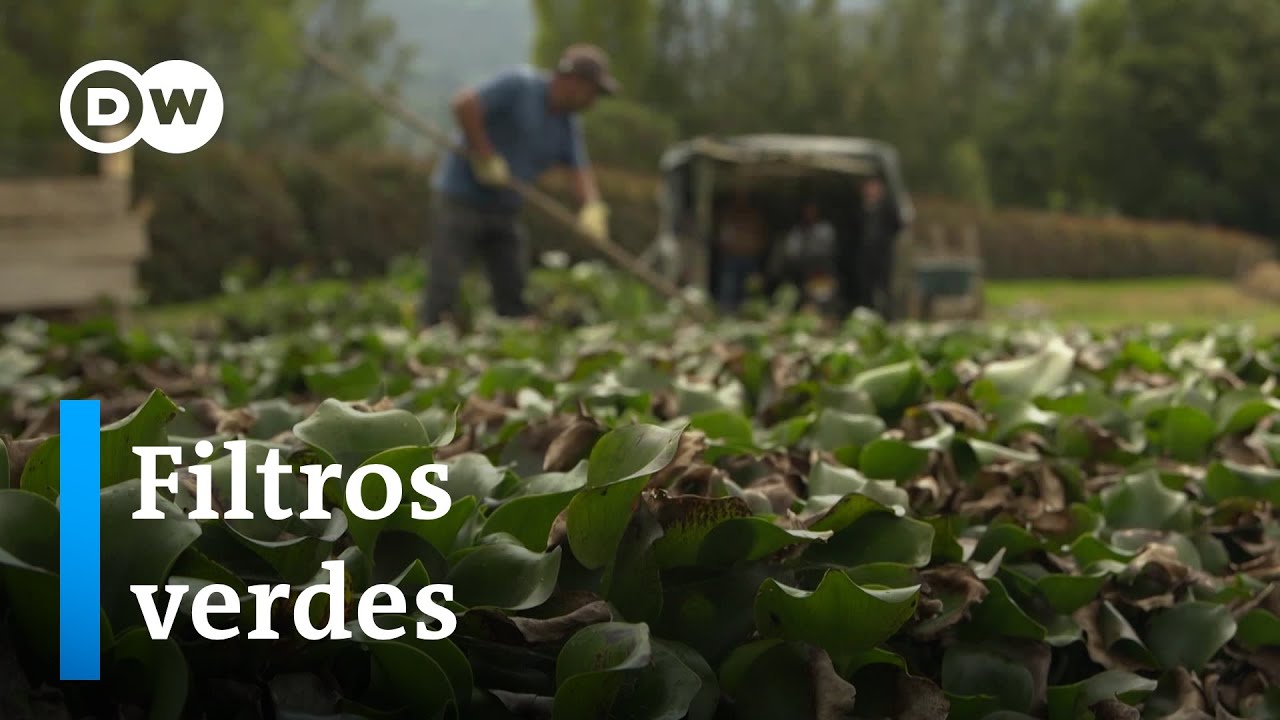 El buchón: de planta invasora a especie aliada