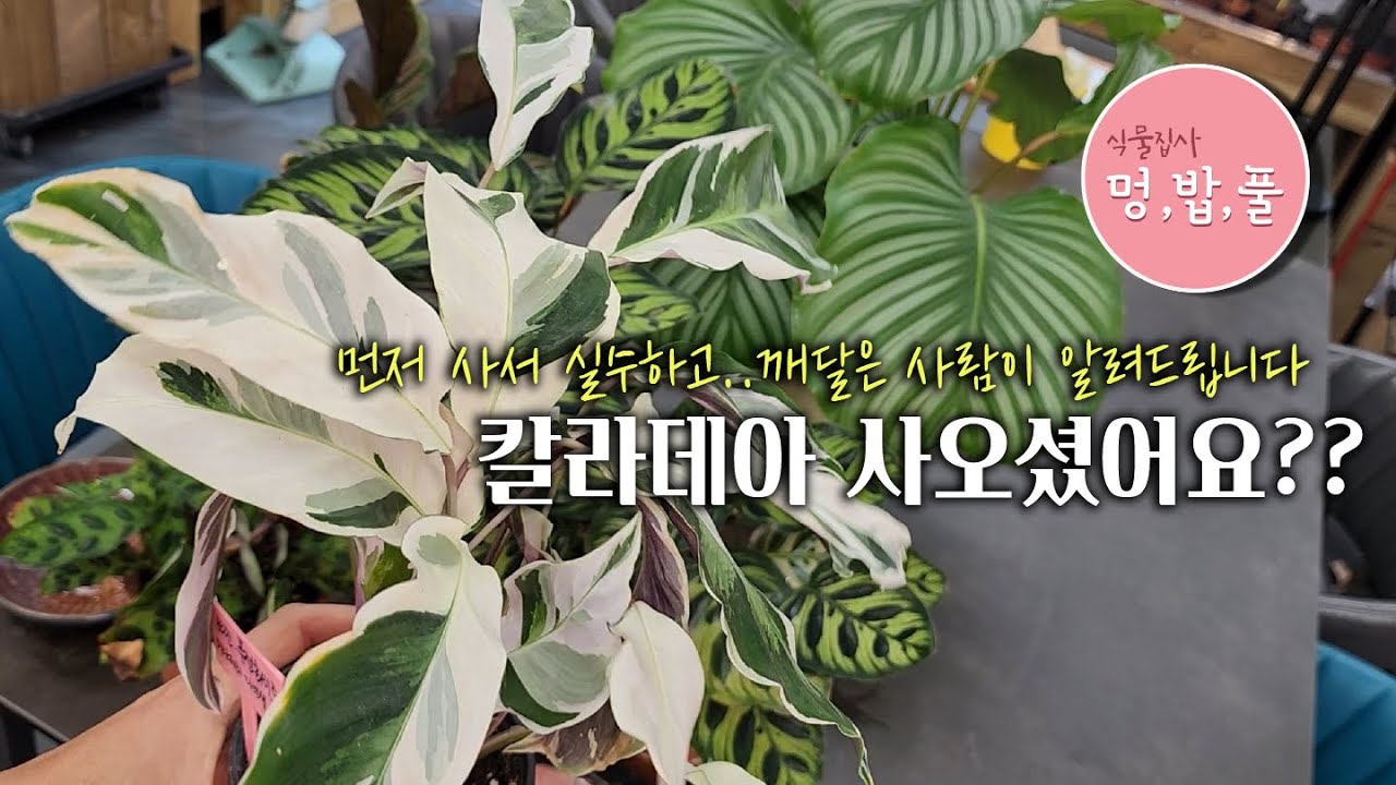칼라데아,키우기 .. 경험후 깨달은 꿀팁!!!