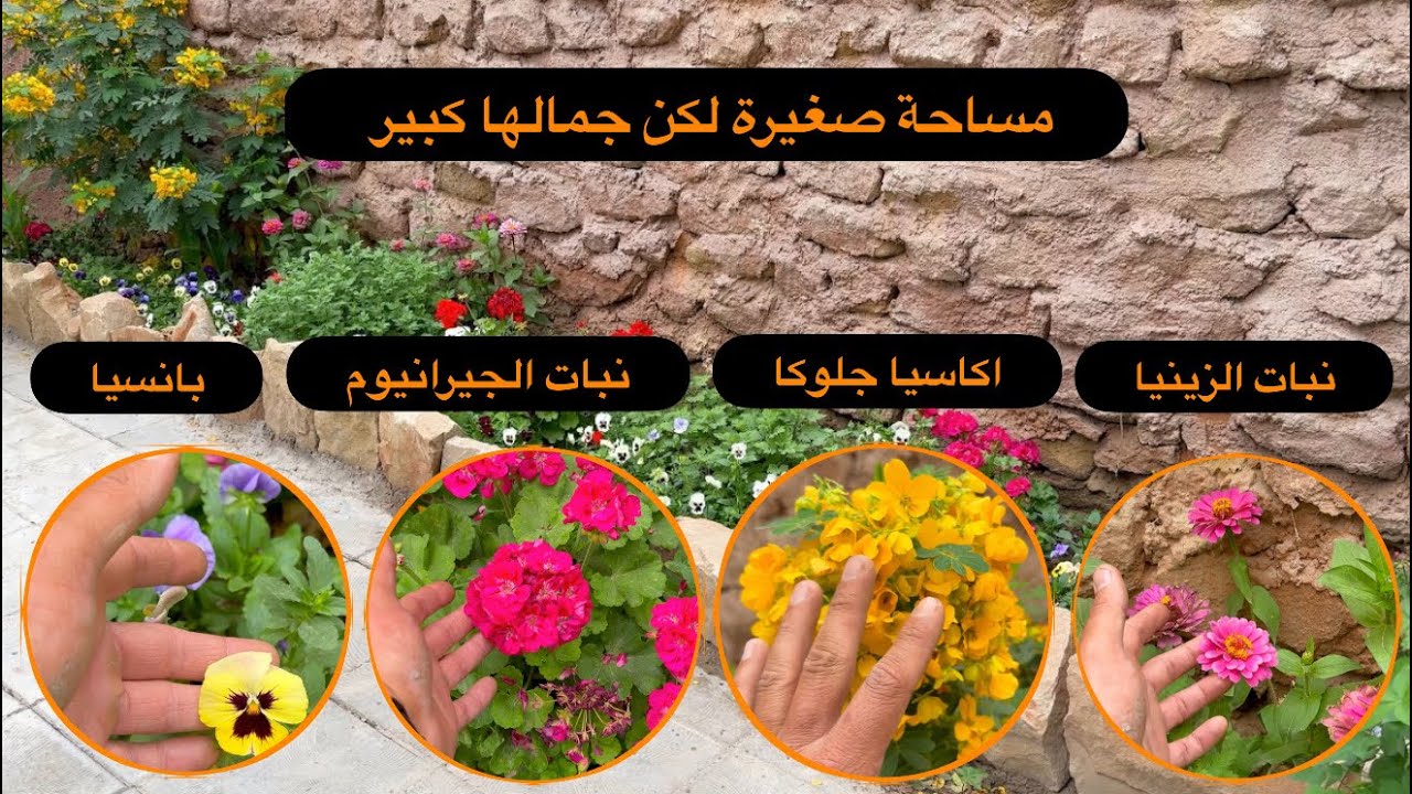 مساحة صغيرة تتحول الى لوحة طبيعية من النباتات المزهرة