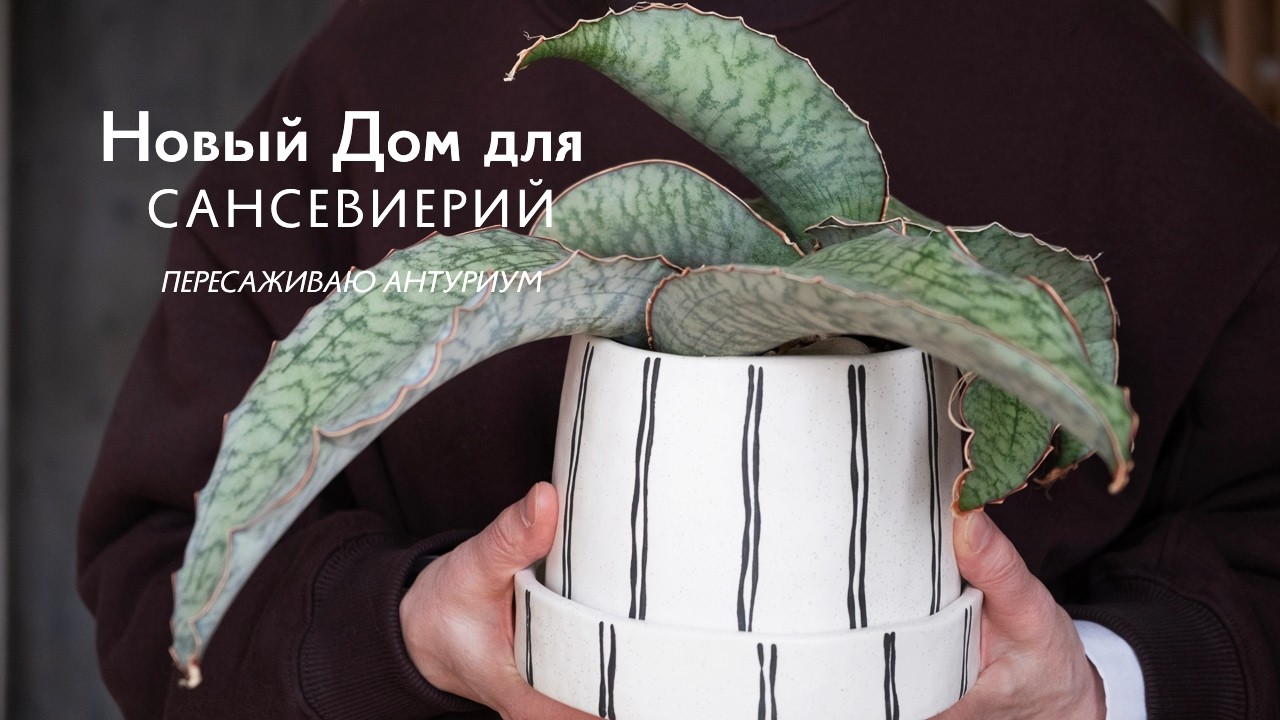 Пересадка комнатных растений 🌿 Весенняя рутина