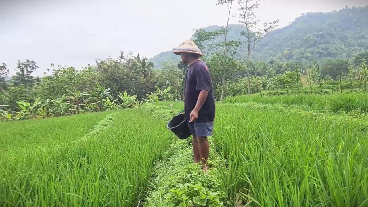 Manual Seed Sowing for Sustainable Farming #RuralAgriculture #TraditionalFarming