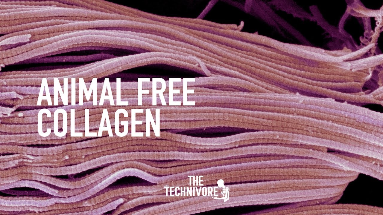 Jellatech & Geltor are Making Animal Free Collagen