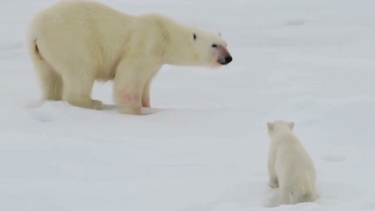 Der Eisbär (Wissen für Kinder)