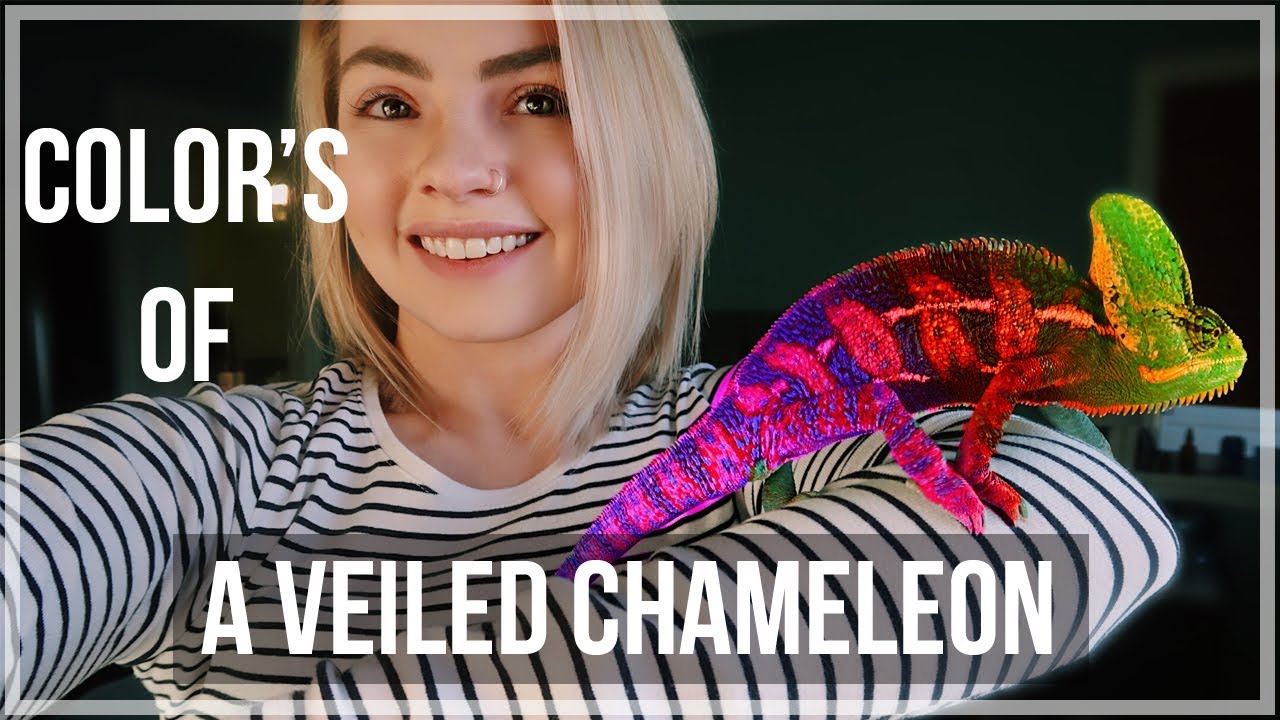 Veiled Chameleon Colors