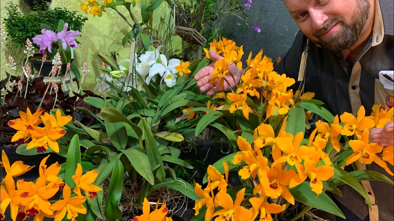 Orqu&iacute;dea pipoca ( Ludisia discolor) e o cultivo de orqu&iacute;deas no frio