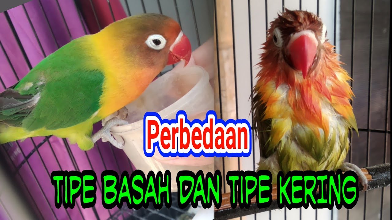 Perbedaan Lovebird tipe Basah dan Kering