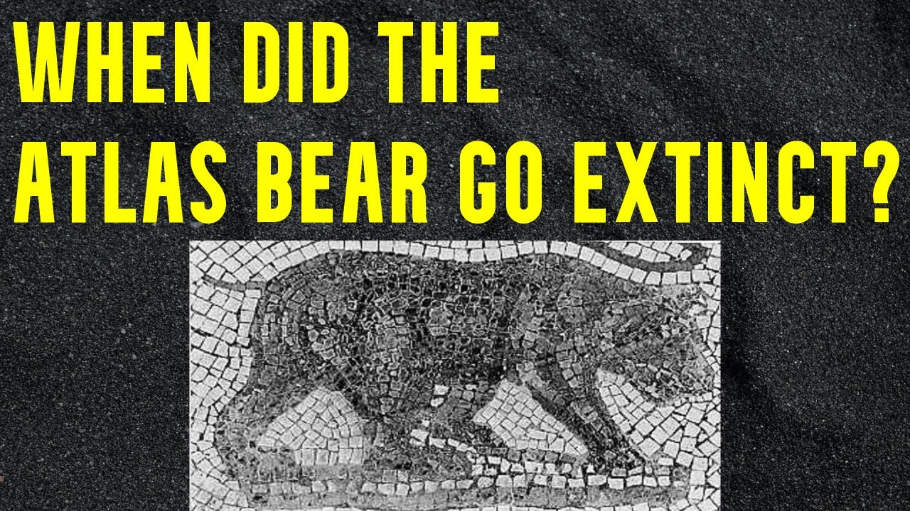 The Mysterious Extinction of the Atlas Bear