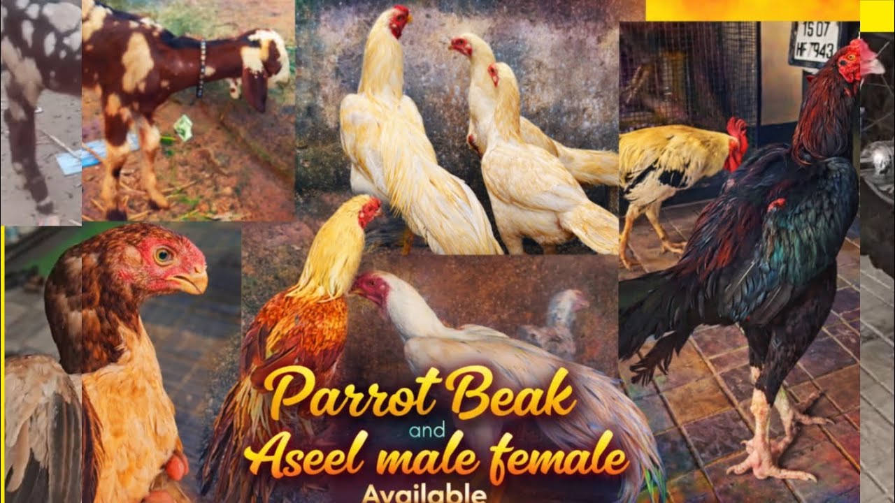 Parrot beak And Aseel Male female for sale ❤️