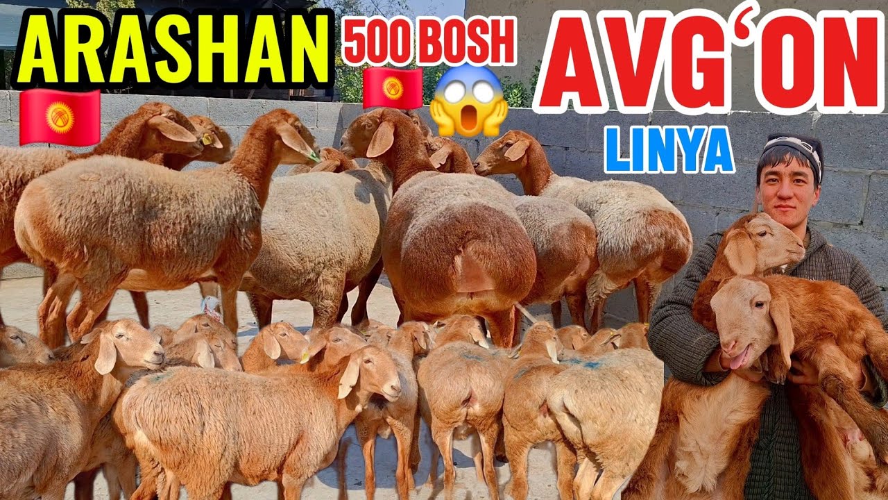 DOPPILI BOLA YONDIRVORDI🔥ARASHAN BOGʻOZ GIGANT EGIZAKLAR ARZON QOYVORDI😱🇰🇬