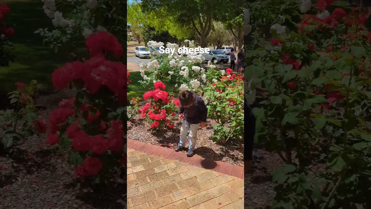 Ezekiel poses for photos in the rose garden #teammihajlovic #cute #boy #posing #picturetime #rose