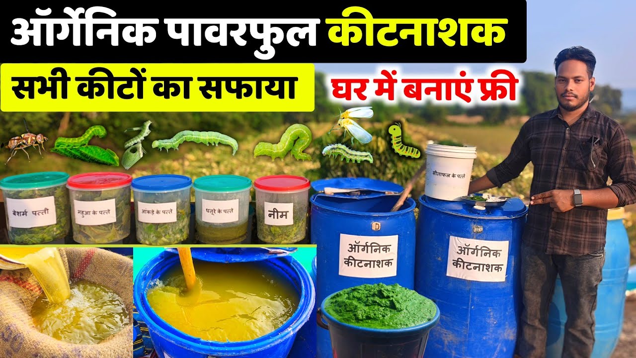 महंगे कीटनाशकों से कई गुना ताकतवर ऑर्गेनिक कीटनाशक🌱Organic kitnashak🐛Organic high power insecticide