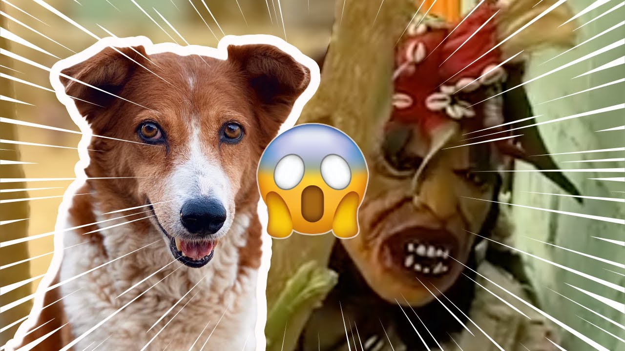 Thiapa dieulna place Krokette. 🐕😱👹Boul deff lolou ! Croquette - episode 15
