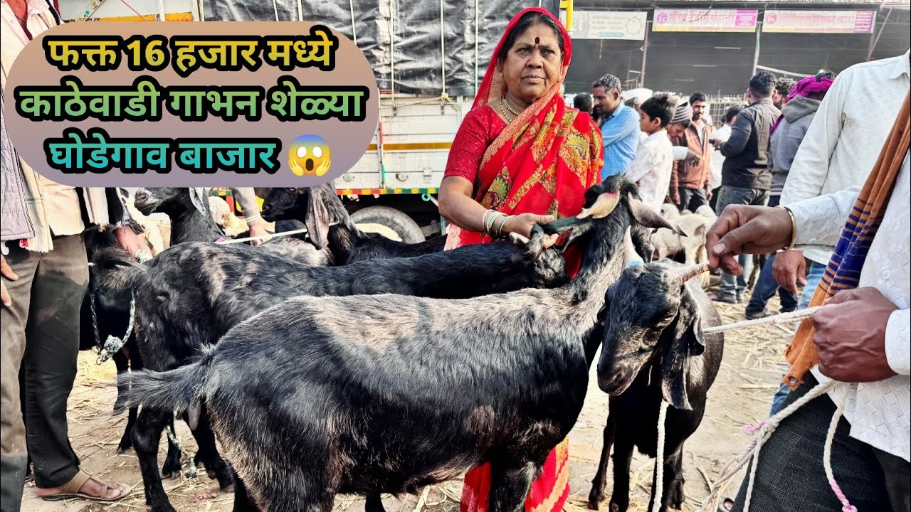 16 हजार मध्ये काठेवाडी गाभन शेळ्या व 5 हजार मध्ये सर्व जातीचे करडे 😱🔴