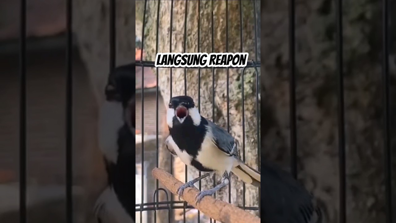 Pancingan Gelatik Batu agar Bunyi #glatikfullisian #glatikgacor #suaraburung #birdsong #shorts
