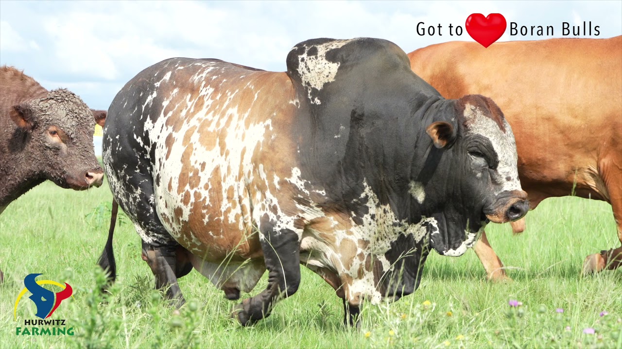 Hurwitz Boran Bulls