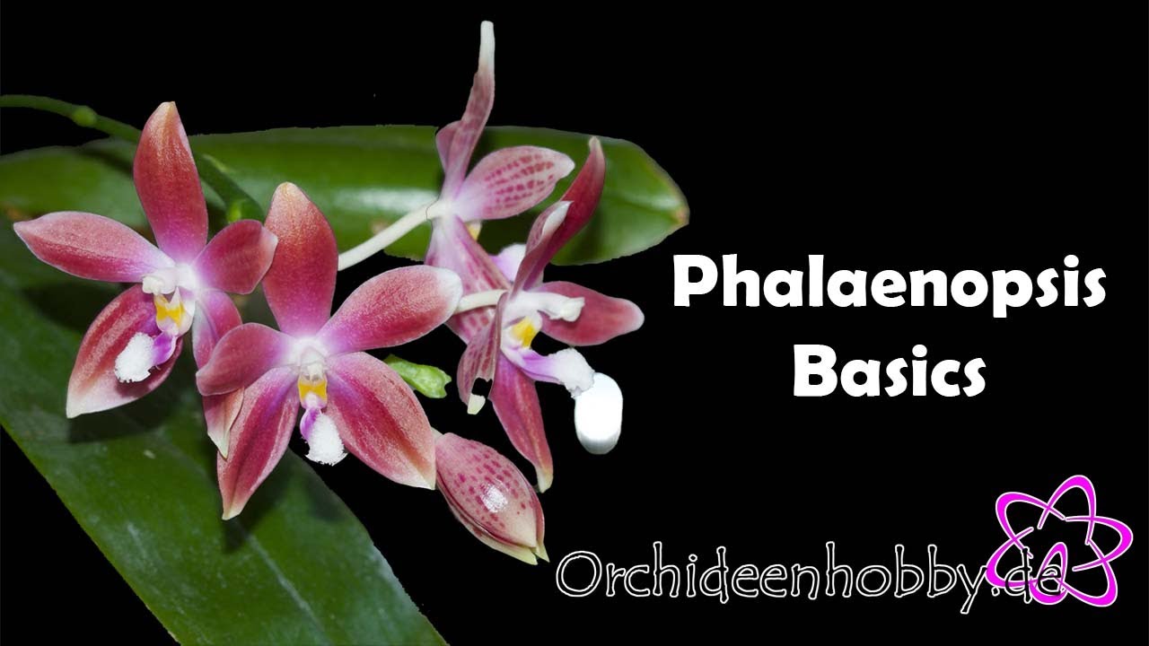 Grundlagen beim Umgang mit Phalaenopsis - Alles über Orchideen
