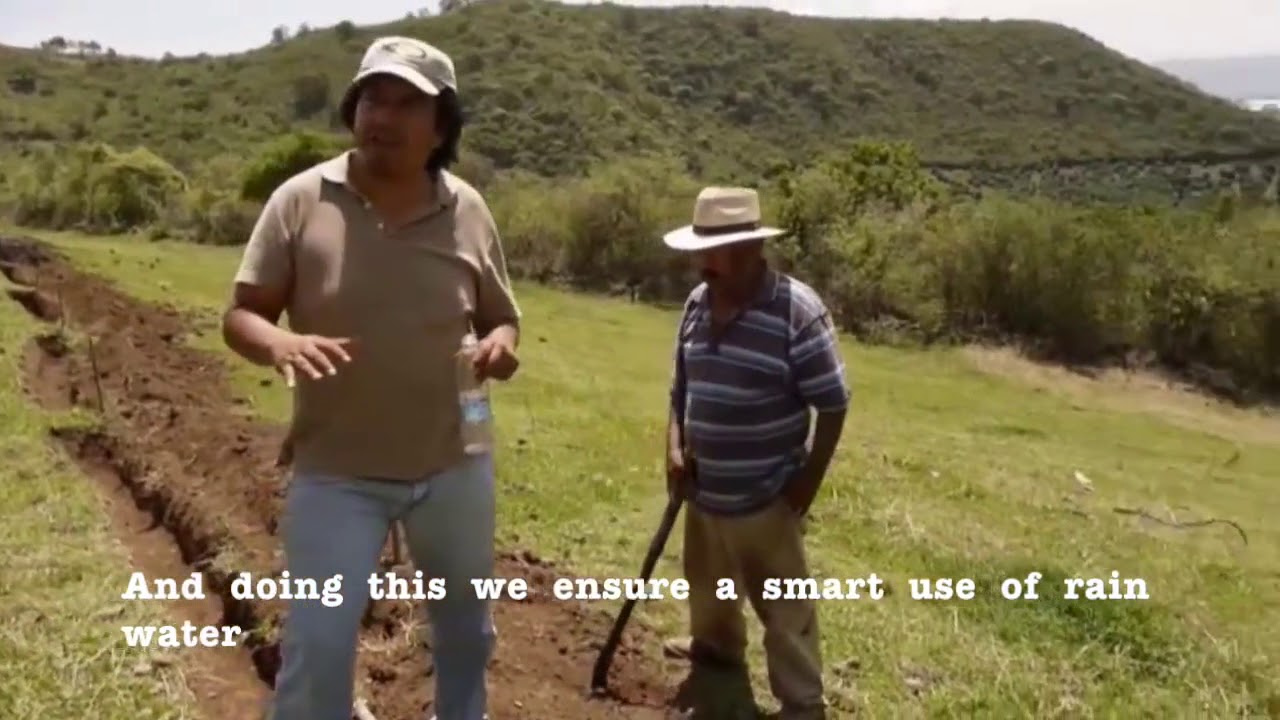 AGRICULTURA ORGÁNICA-REGENERACIÓN DE SUELOS CON CULTIVOS