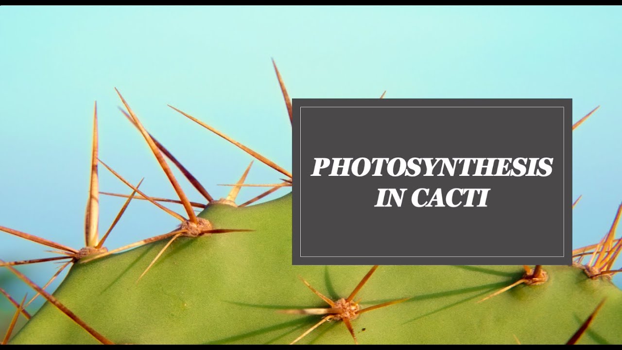 Photosynthesis in Cacti