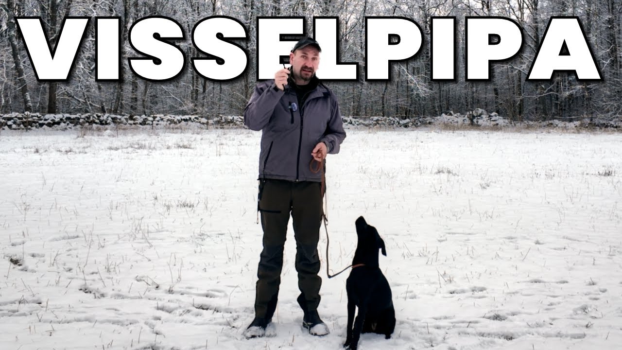 Så lär jag en hund visselpipa – steg för steg
