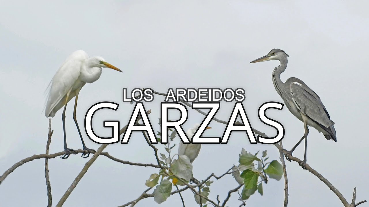 GARZA Real||Ardea Cinerea||INVERNADA y pasos Migratorios.
