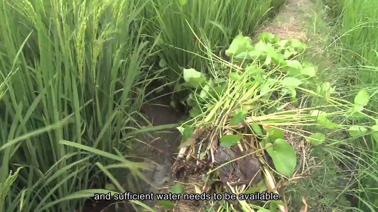 Good Agricultural Practices of Rice production in East-Timor