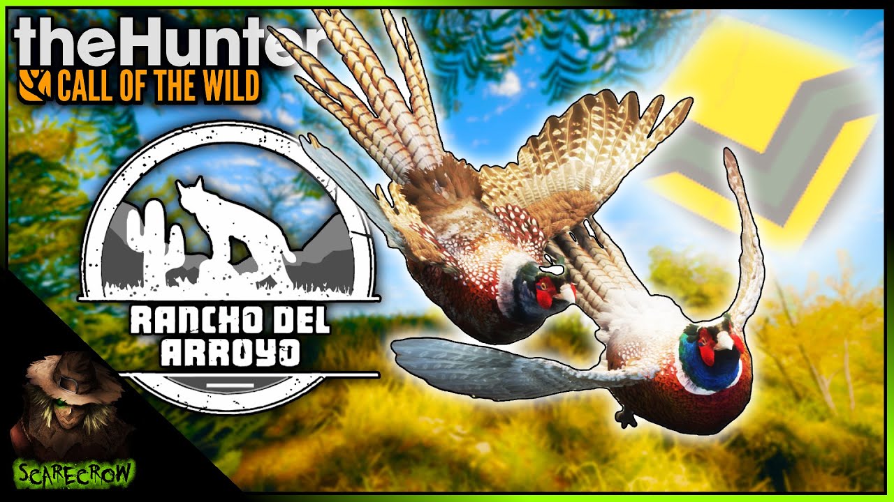 Molting Diamond Pheasant & Tons Of Pheasant Hunting Highlights! Call of the wild