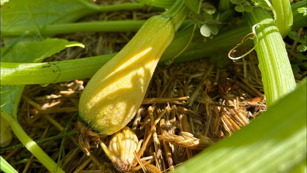 Squash and Cuke Pollination 