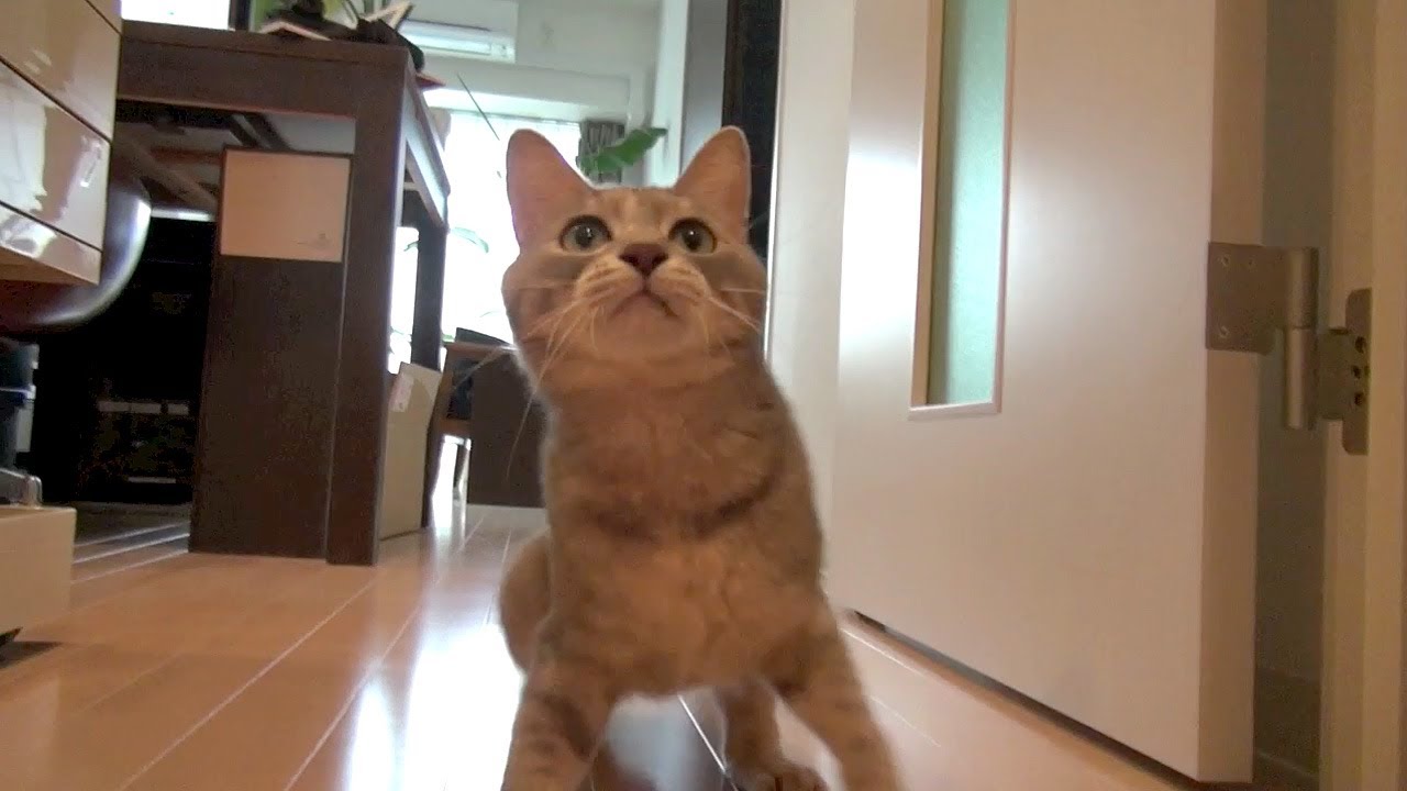 イヌ風ネコ - Cat like Dog -