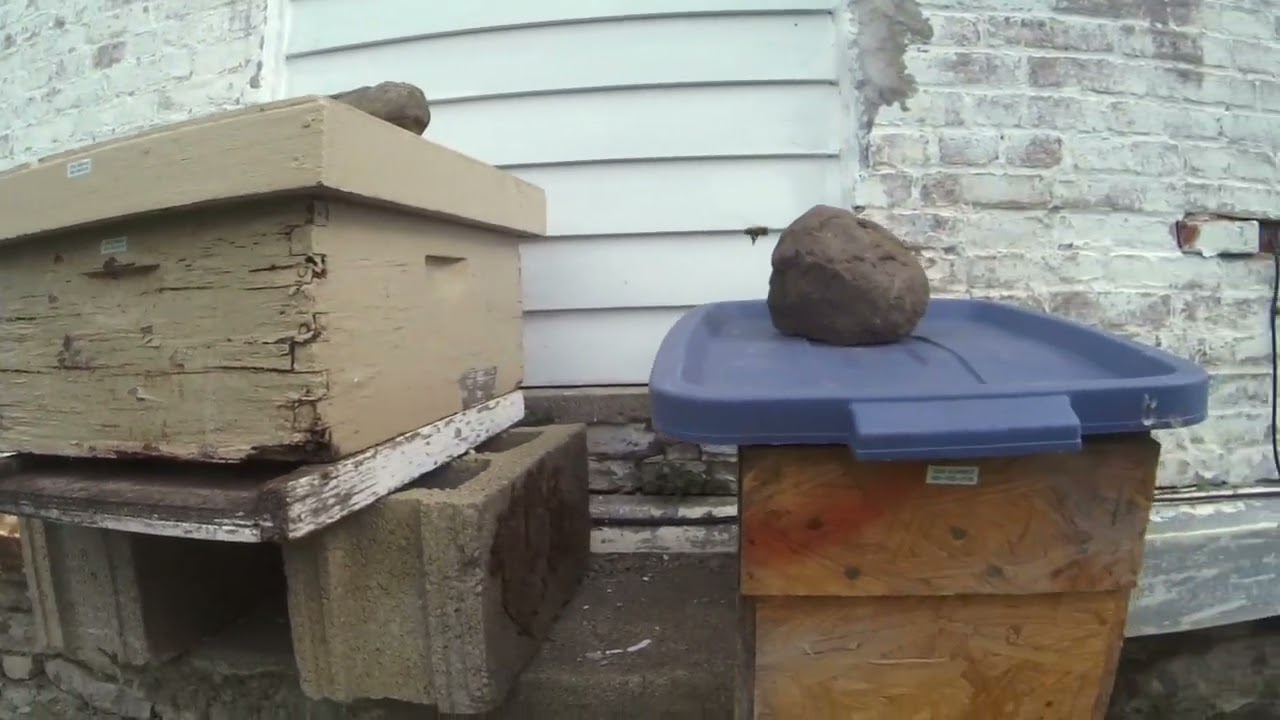 Beelieve in the Lord! Saint Brigid Farm "Bees & Teas" 