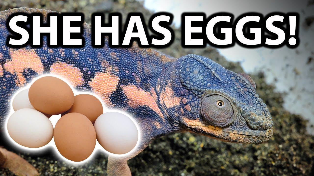 Everything you need to know about chameleon egg laying | How to set up a laying bin
