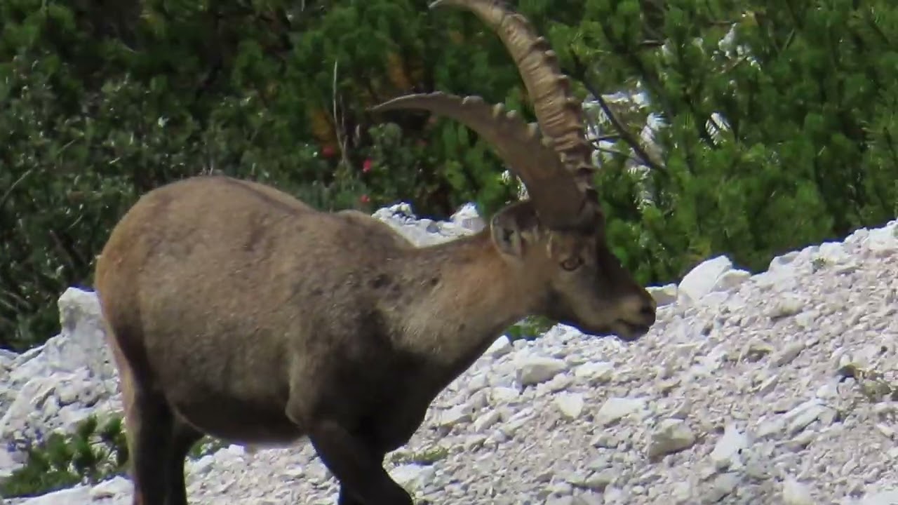 Alpine Ibex (Capra ibex)