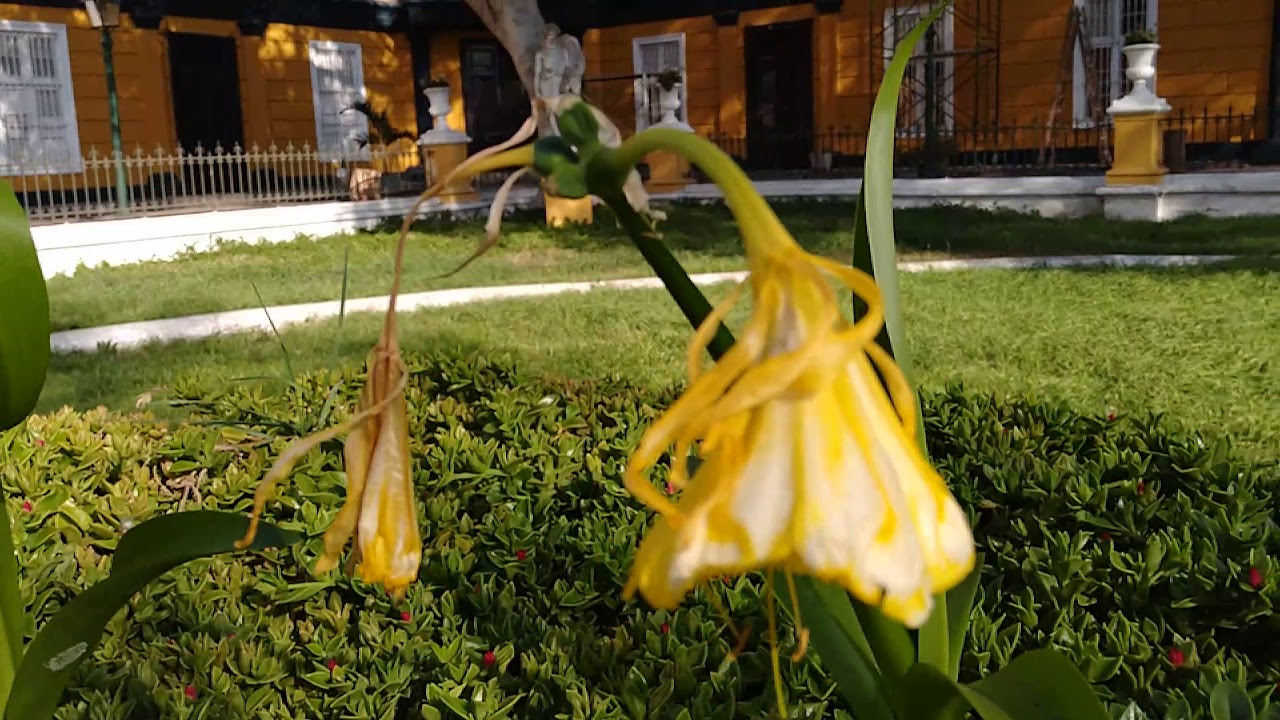La &uacute;ltima Flor de Amancaes del 2020