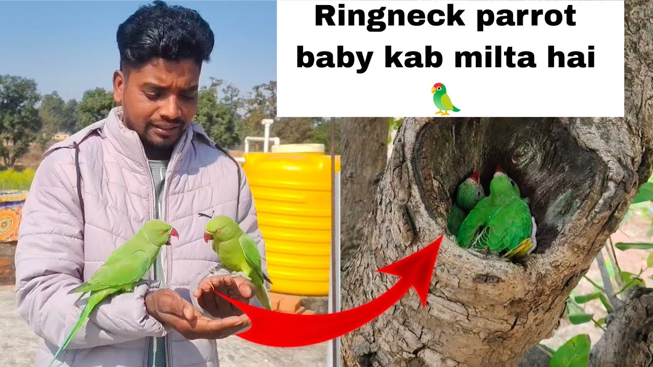 Ringneck parrot baby kab milta hai 🦜🥰.#viral#video#parrot#trending #youtube #