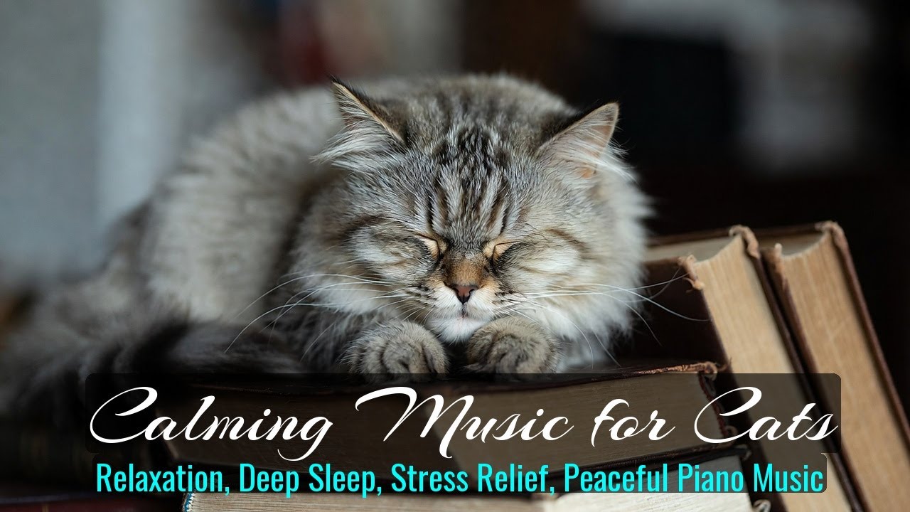 LIVE Cozy Kitten Sleeping Soundly for Peace 😴 | Season 47