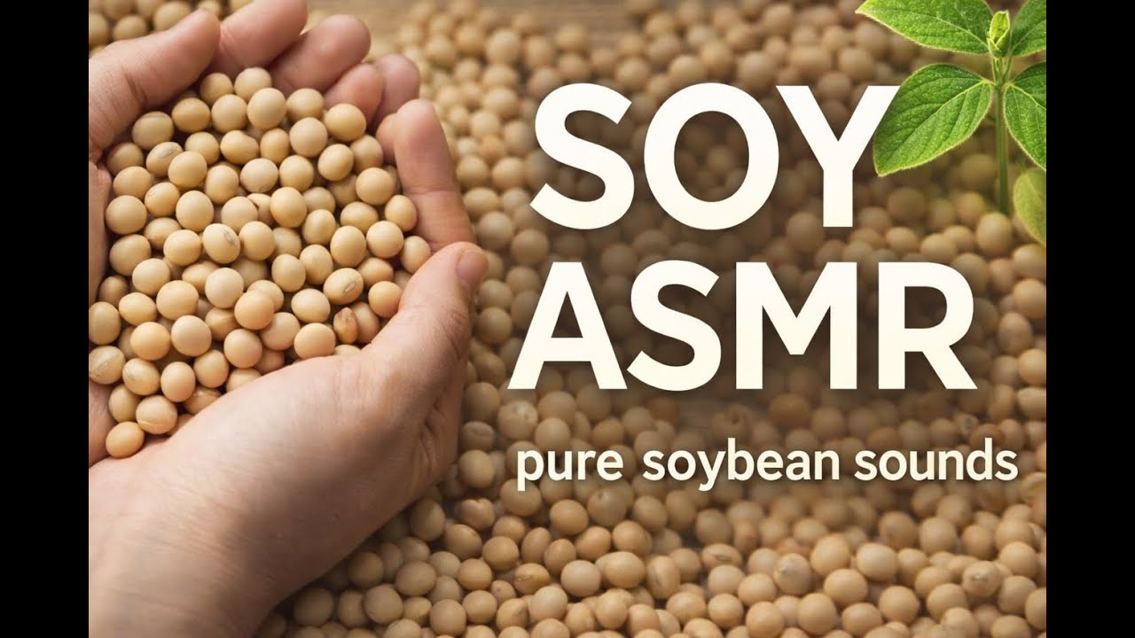 Pure Soybean Sounds ASMR | No Music | Grain Relaxation