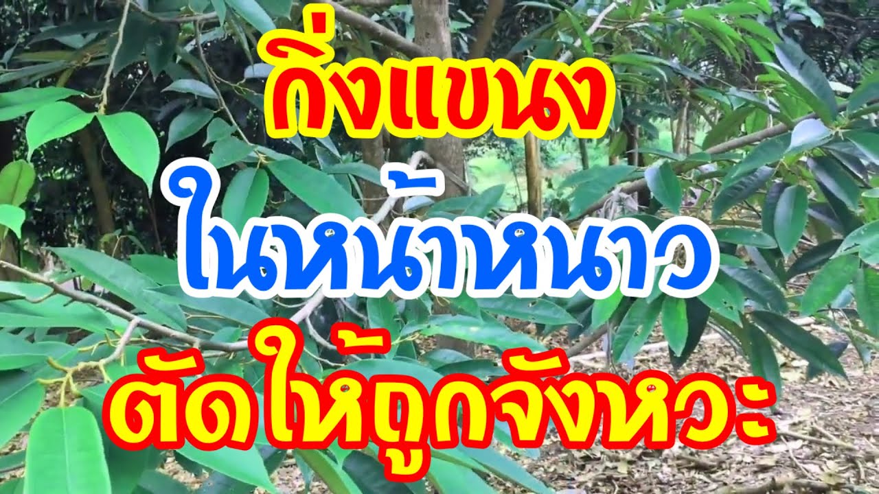 หน้าหนาวนี้อย่าละเลย! ทำไมการจัดการ กิ่งแขนง ถึงตัดสินทุเรียนทั้งปี?