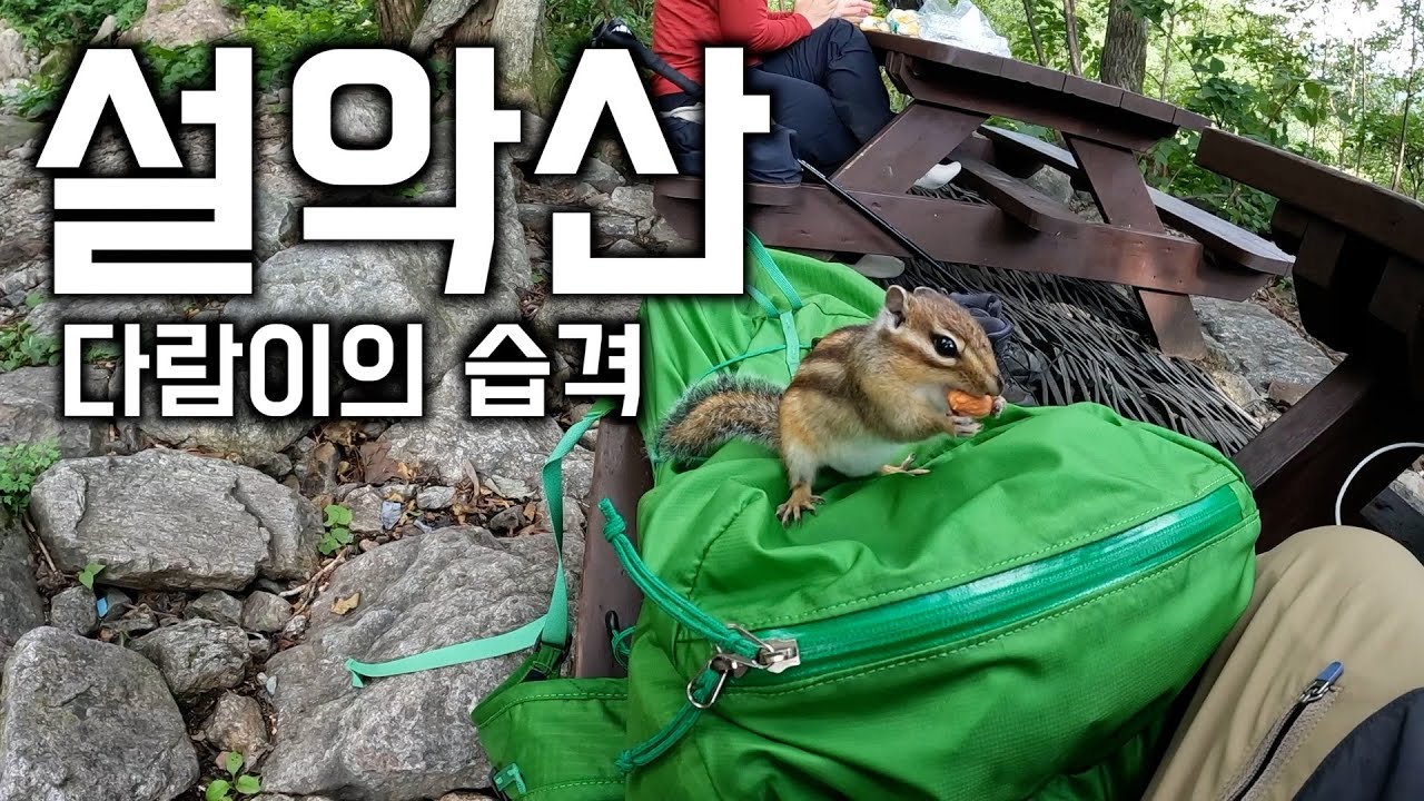 다람쥐한테 삥 뜯긴 이야기