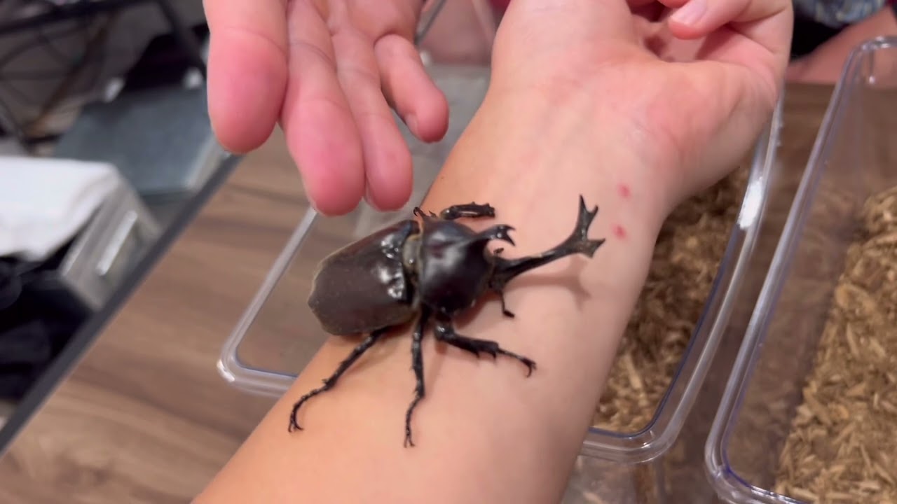 ペインさかいが育てたカブト虫の結末