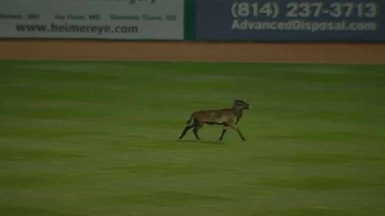 Game delayed by a sheep running onto the field