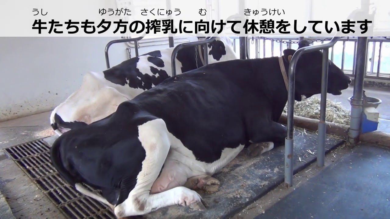 牛乳がとどくまで　酪農家のしごと牛舎の１日