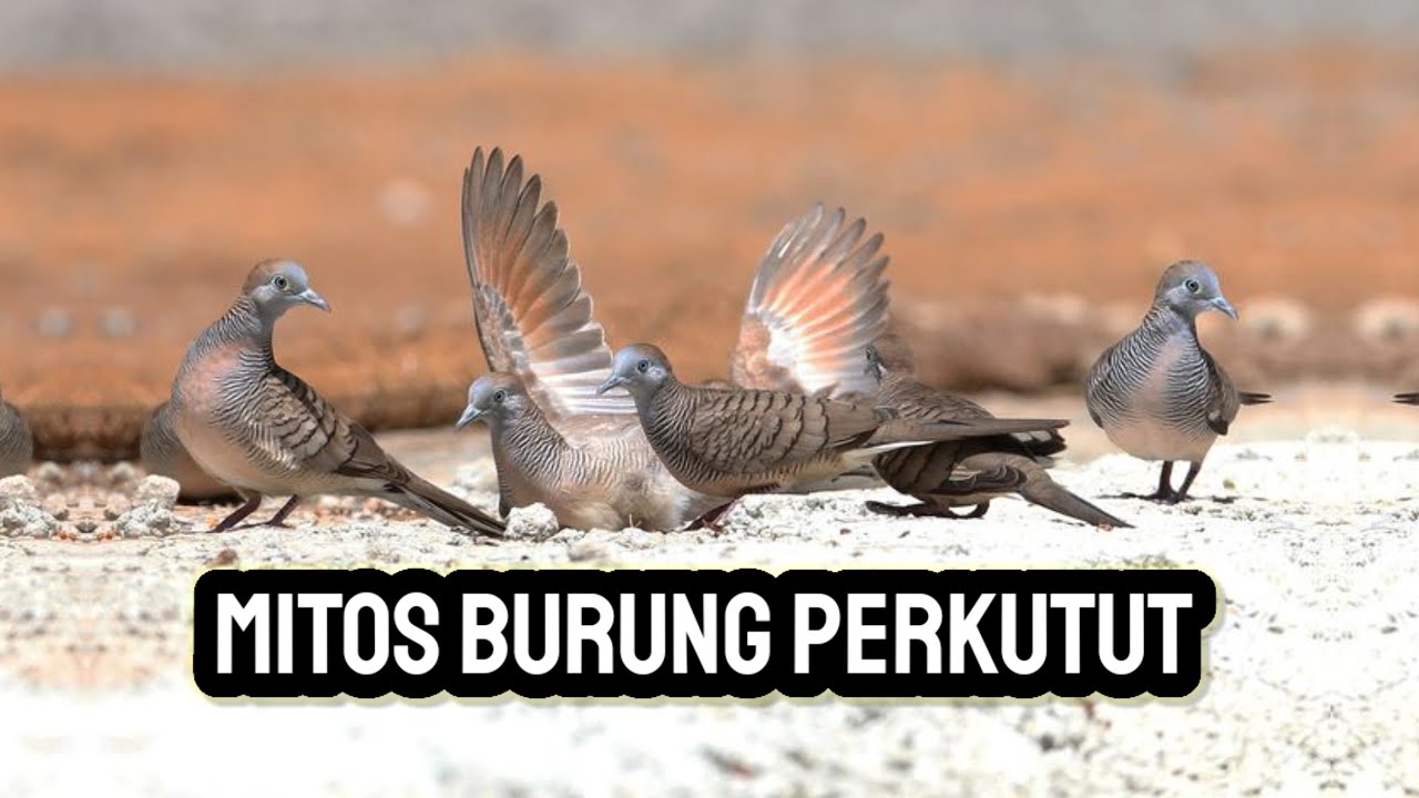 MITOS BURUNG PERKUTUT