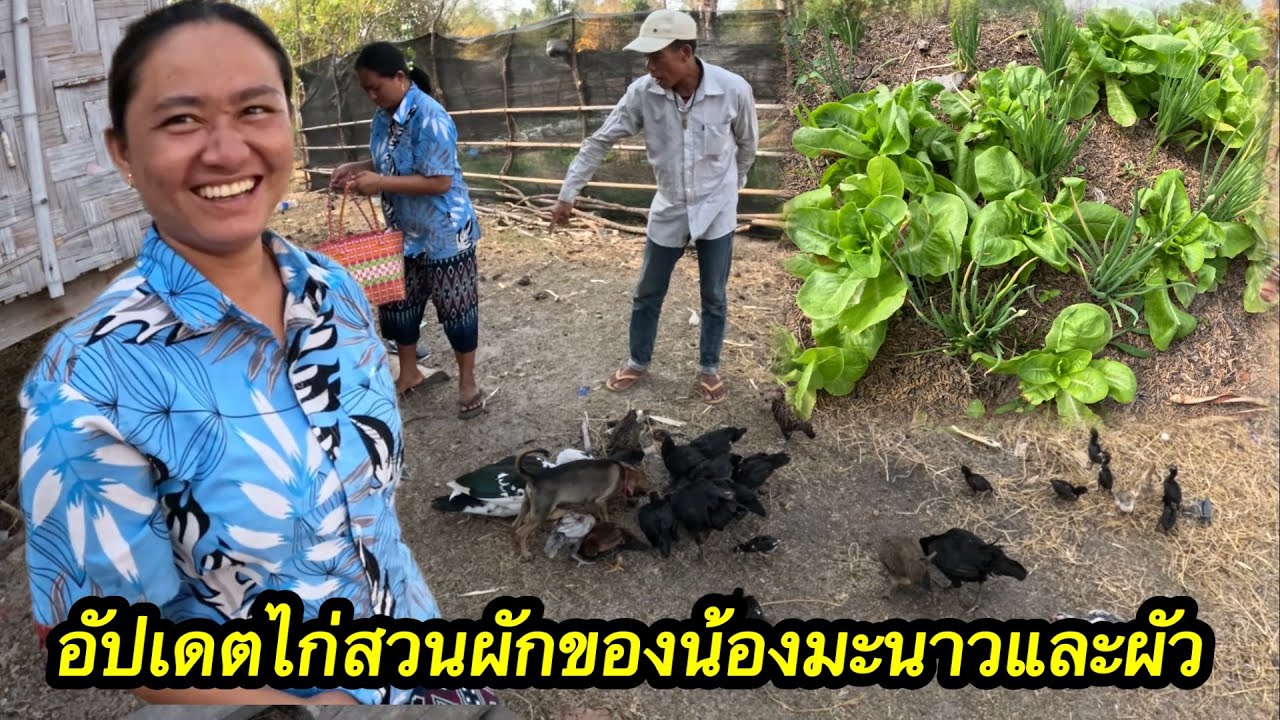 ไม่น่าเชื่อว่าไก่ของน้องมะนาวจะเยอะขนาดนี้‼️ อัปเดตทุ่งนาสวนผักมะนาวผัว #ตู้สิทธิปันสุข 4/3/2026￼￼