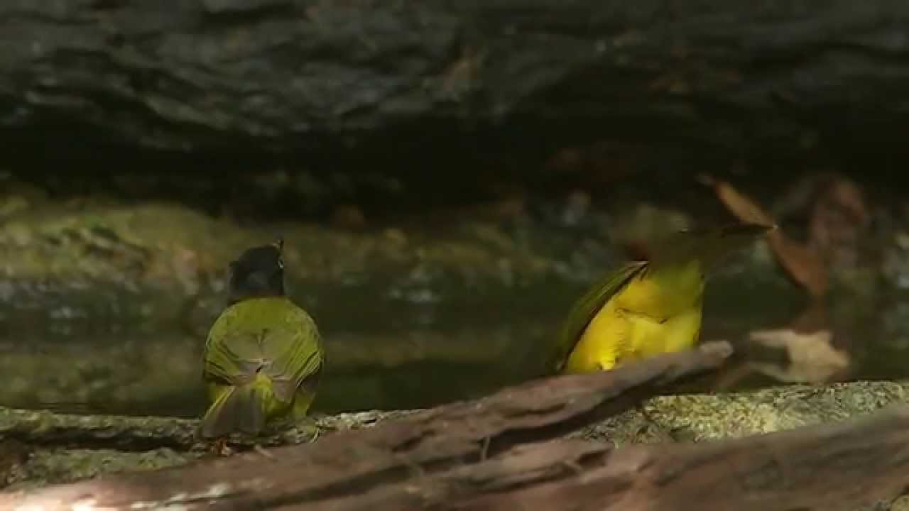BLACK-CRESTED BULBUL,Pycnonotus melanicterus,T&ouml;yht&ouml;huppubulbuli,Thailand
